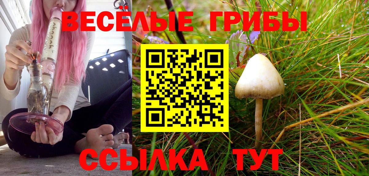 Волгодонск  что такое   Вход с VPN  Галлюциногенные грибы прущие грибы  Псилоцибиновые грибы GOLDEN TEACHER 